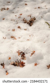 Fallen Orange Brown Autumn Leaves From The Tree On The White Snow Ground During Cold Frozen Winter