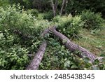 
fallen in the park forest thicket tree material wood pedigree large plan natural environment natural background picture day summer outdoors separately lying fresh air deserted ornament photograph tre