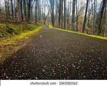 Fallen Petals From Redbud Blossoms Litter The Greenway At Tims Ford State Park In Winchester Tennessee.