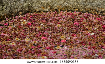 Similar – Image, Stock Photo Girl in autumn Plant