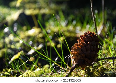 A Fallen Pine Cone In A Pine Forest Found During Summer Evening Walk