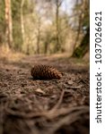 A fallen Pine cone on a woodland trail - Woodland Oxfordshire - UK