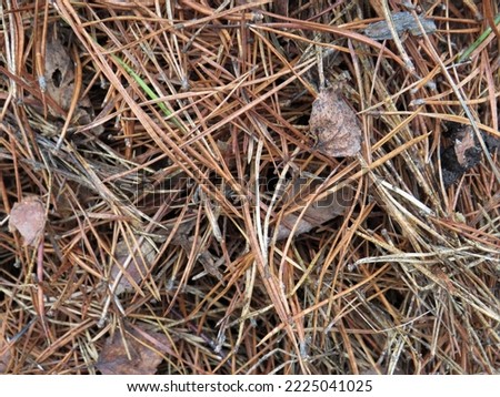 a lot of fallen pine needles are lying on the ground on a cloudy autumn day
