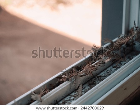 fallen pine needles on the window frame and shady afternoons