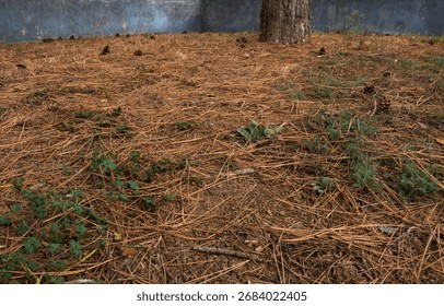 Fallen pine needles in a yard. Pine straw in a yard. Pine needle litter. Autumn season