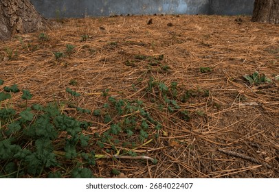 Fallen pine needles in a yard. Pine straw in a yard. Pine needle litter. Autumn season