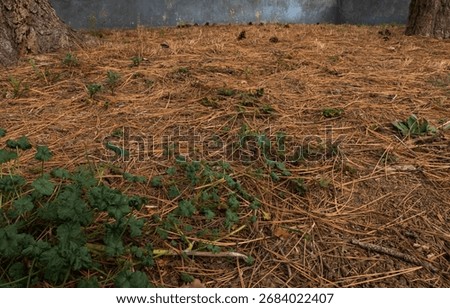 Fallen pine needles in a yard. Pine straw in a yard. Pine needle litter. Autumn season