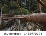 fallen pine over a mountain river in the woods