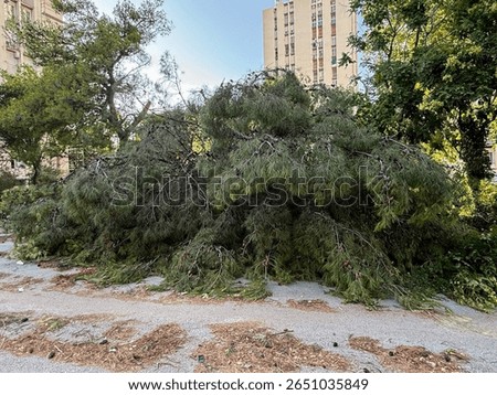 Fallen pine tree blocking the street in a residential area after a hurricane swept through Croatia, Split, causing widespread damage and destruction to trees and property