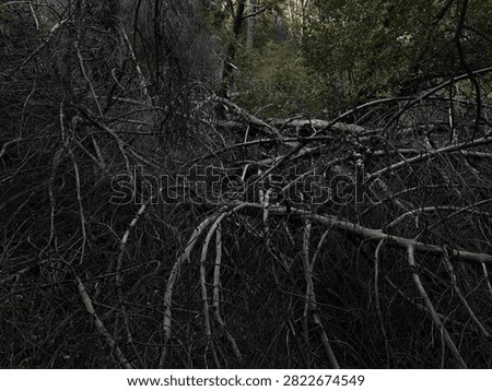 Fallen pine tree branches tangled in dark shadowy forest