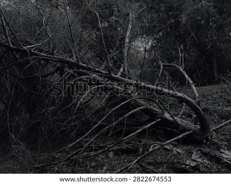 Fallen pine tree branches tangled in dark shadowy forest