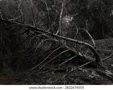 Fallen pine tree branches tangled in dark shadowy forest