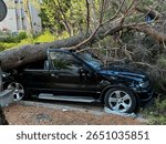 Fallen pine tree crushing a black SUV after a hurricane in Croatia, Split illustrating the destructive power of nature and the importance of disaster preparedness
