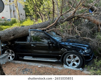 Fallen pine tree crushing a black SUV after a hurricane in Croatia, Split illustrating the destructive power of nature and the importance of disaster preparedness