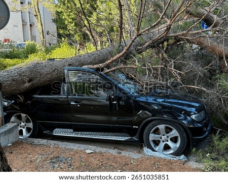 Fallen pine tree crushing a black SUV after a hurricane in Croatia, Split illustrating the destructive power of nature and the importance of disaster preparedness