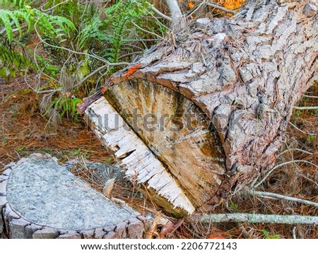 Fallen pine tree, cut through with jagged broken edge in New Zealand bush.