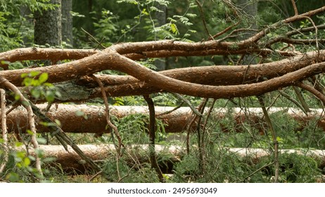 Fallen Pine Trees in Forest