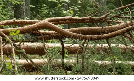 Fallen Pine Trees in Forest