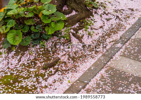 Fallen pink cherry blossom petals on the side of road in Jeju Island, South Korea