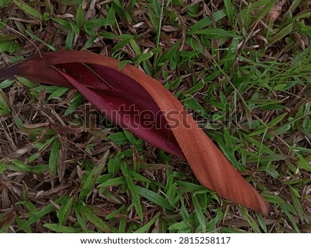 A fallen red bud scale stipule of a tropical dipterocarp tree resting on green grass texture background in a rainforest floor.