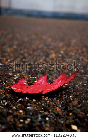 Similar – Image, Stock Photo left alone Beach Ocean