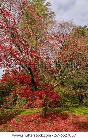 Fallen red leaves create a carpet under a Japanese Maple at Westonbirt Arboretum