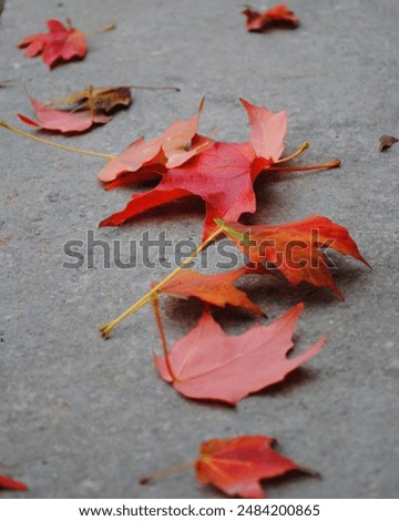 Fallen Red Maple leaves on pavement