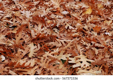 Fallen Red Oak Leaves
