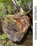 fallen redwood tree