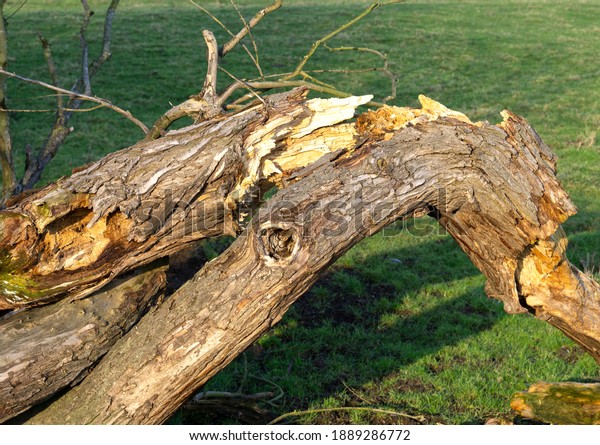 Fallen Split Tree Trunk Stock Photo 1889286772 | Shutterstock