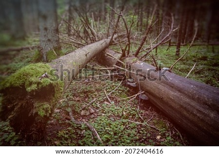 Fallen spruce trees in the deep wild untoched gloomy forest. Northern Latvian jungle