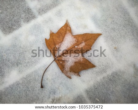 Similar – Image, Stock Photo A very special leaf