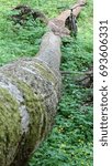 fallen tree