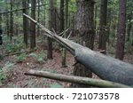 fallen tree
