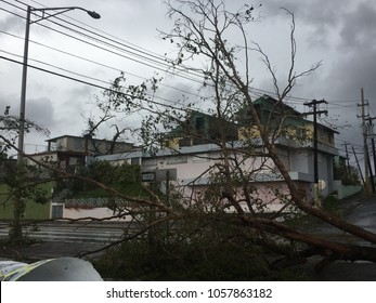 Fallen Tree After Hurricane Maria