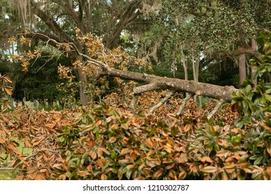 Fallen Tree After Hurricane Tornado Needing Tree Removal