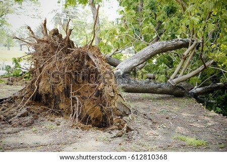 Fallen tree after storm. Storm damaged tree uprooted and broken from high winds. 