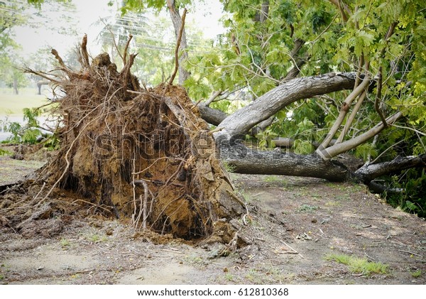 Fallen tree after storm. Storm damaged tree\
uprooted and broken from high winds.\
