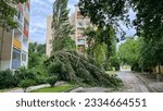 Fallen tree after storm Liman 1 Novi Sad