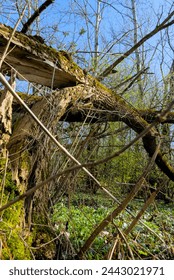 fallen tree after strong wind in the forest, vertical shot