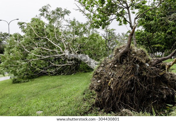Fallen tree after\
typhoon. A fallen tree after Soudelor typhoon in Taipei city,\
Taiwan at August 8,\
2015.