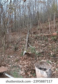Fallen tree after wind storm