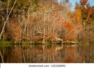 A fallen tree against the backdrop of fall colors in the Big Thicket National Preserve near Beaumont, Texas.