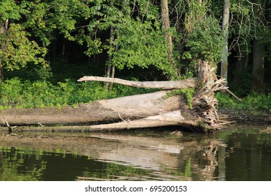 A Fallen Tree Along The Eire Canal. Seneca River, New York.