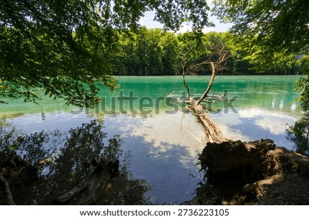 Fallen tree along the Rhone River in Geneva