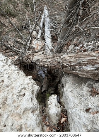 A Fallen Tree Amongst Rocks