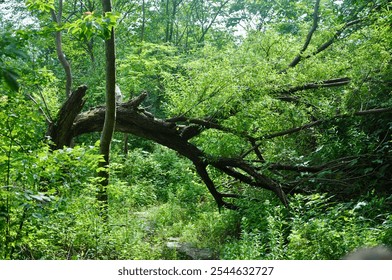 Fallen tree arching over lush green forest path - Powered by Shutterstock