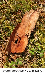 Fallen tree bark