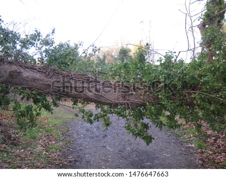 fallen tree barring a path