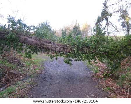 fallen tree barring a path